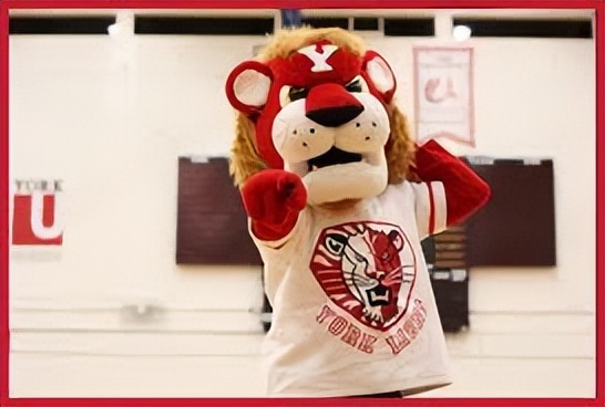 约克大学英国排名,加拿大约克大学和国内大学对比