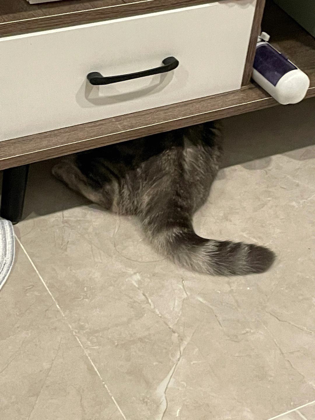 这5种东西会让猫咪害怕到发抖,猫咪最害怕的十种东西是什么