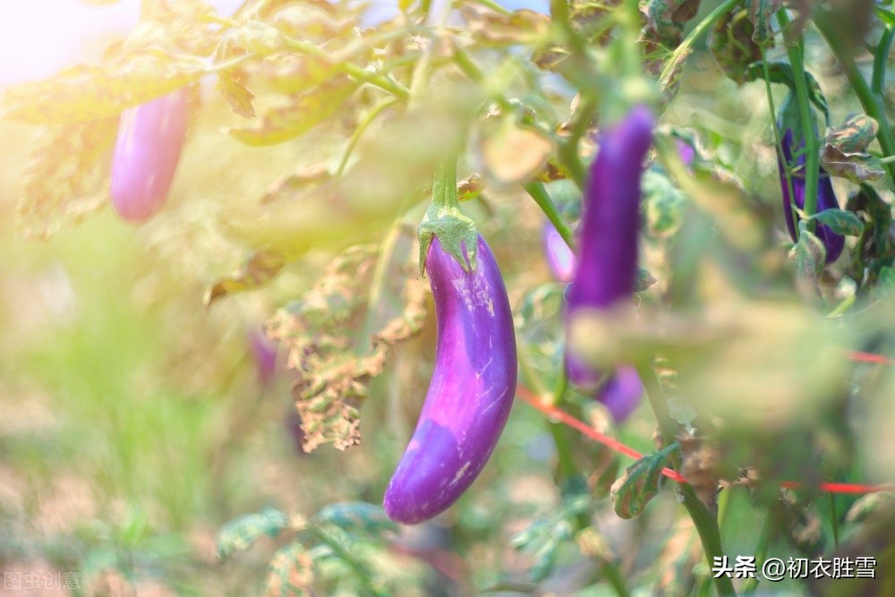 古诗七首说秋茄：紫茄纷烂漫，珍蔬折五茄