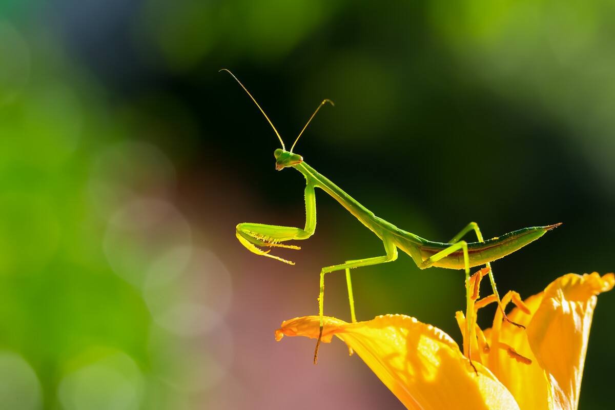 世界上最残酷的动物捕食,世界上最凶残的昆虫有哪些