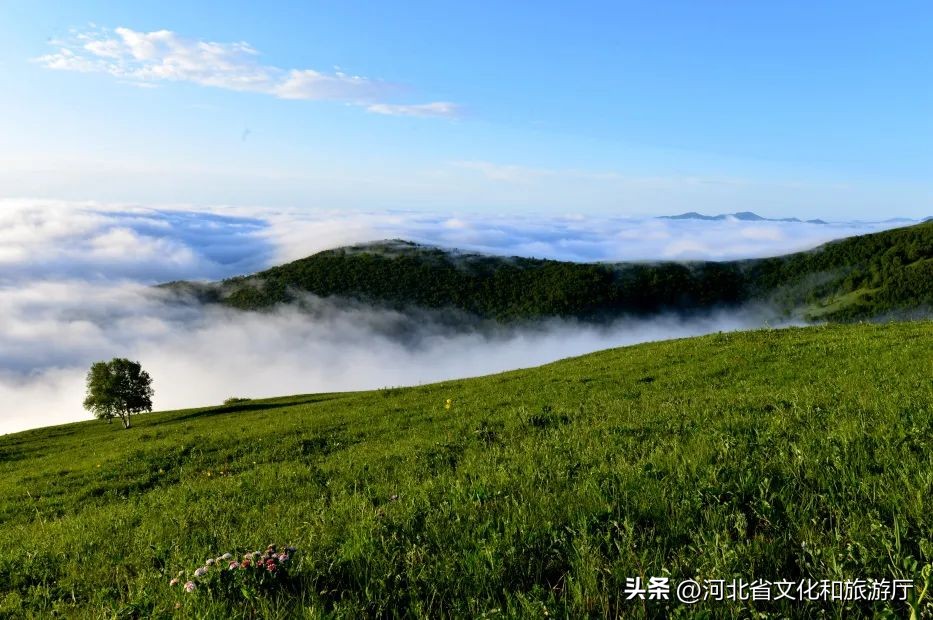 *情纵**草原畅玩河北|风车,草甸,银河……在河北的草原上拥抱无尽诗意与浪漫