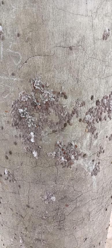 12月份园林绿化养护工作重点,元月份园林养护重点工作