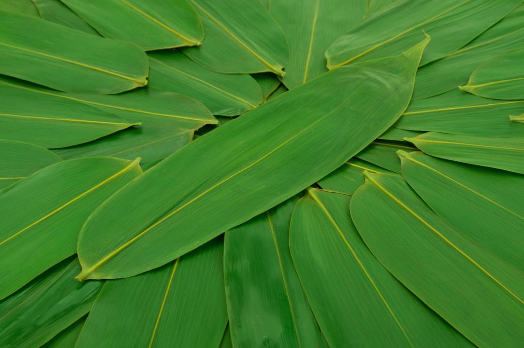 五毒月的九毒日禁忌,五毒月怎么排毒