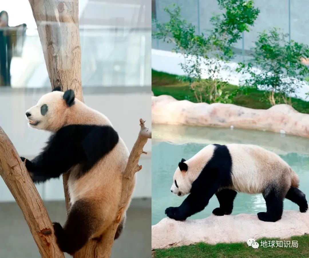 卡塔尔输了荷兰就淘汰了吗,卡塔尔输了还能上场吗