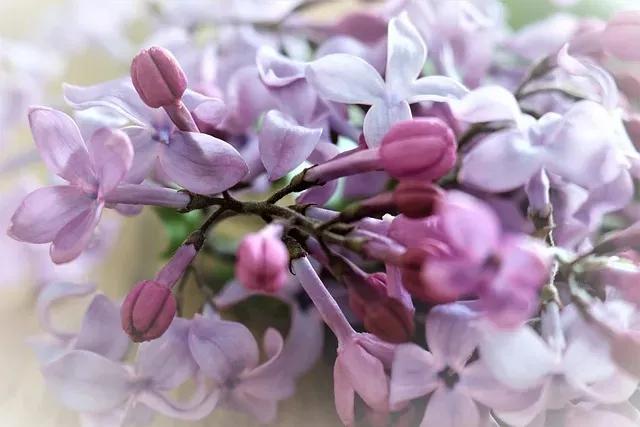 雨中的丁香,雨中的丁香句子