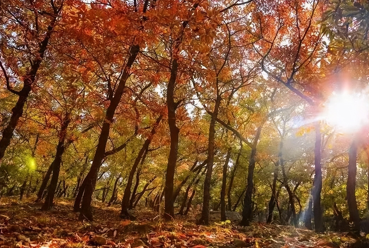 入冬补身汤,选最适合你的冬补食材