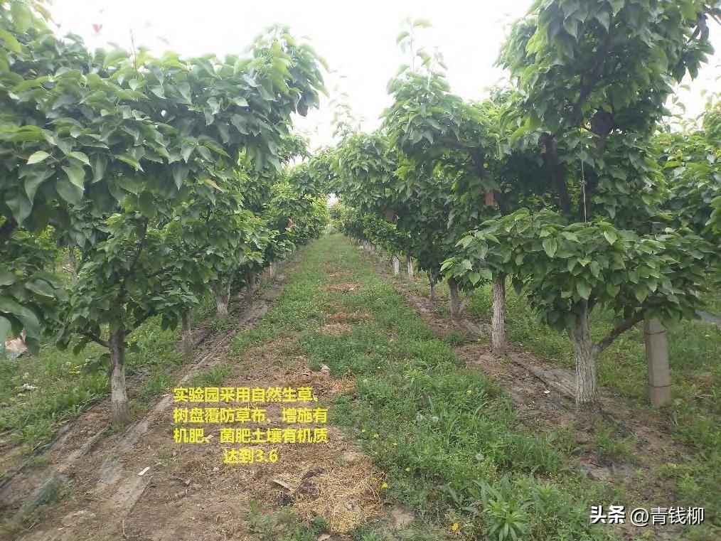 晚秋黄梨怎样才能高产,晚秋黄梨什么时候种植最好