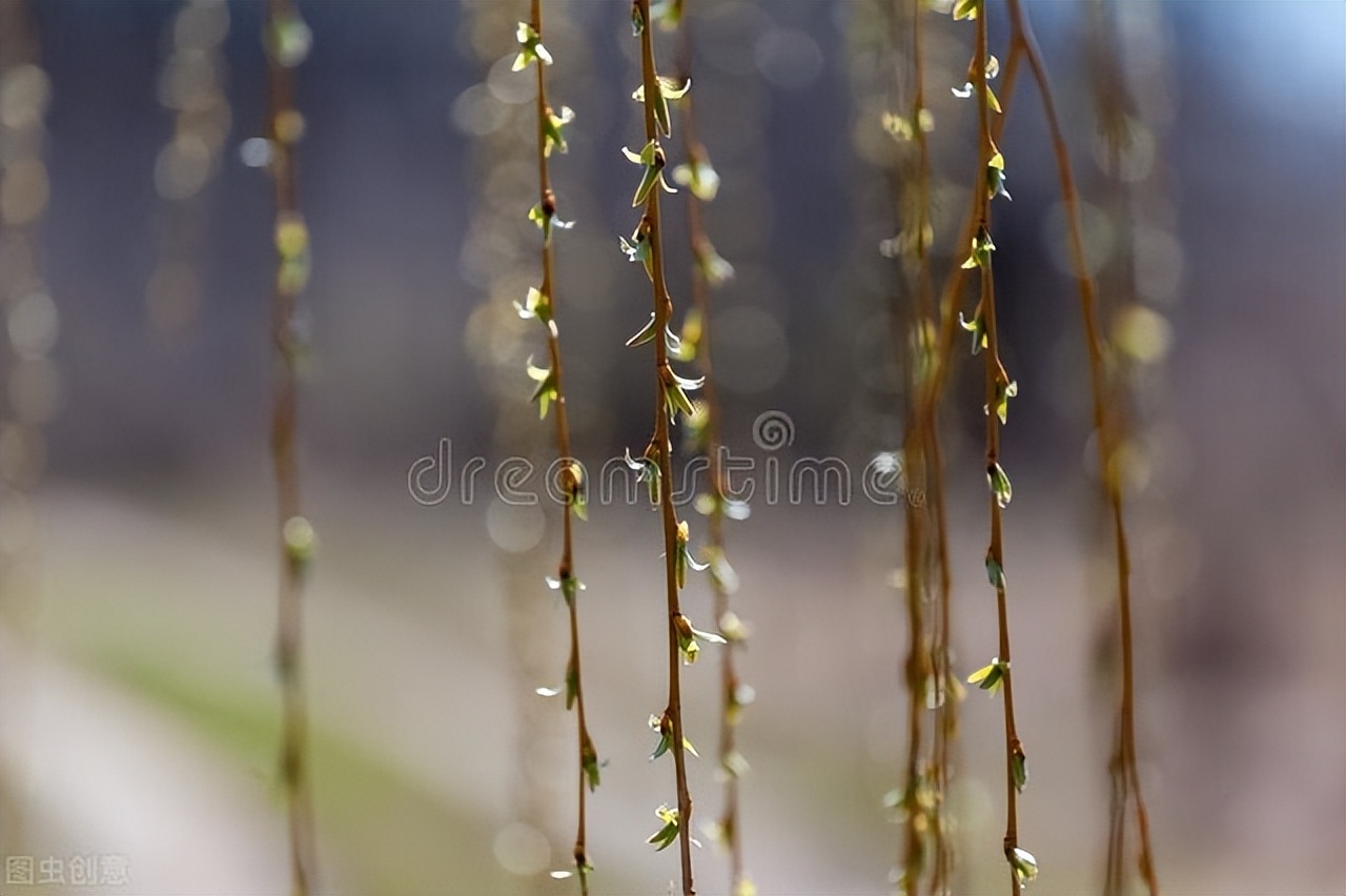 古诗词中柳代表什么,古诗词中有柳的诗句