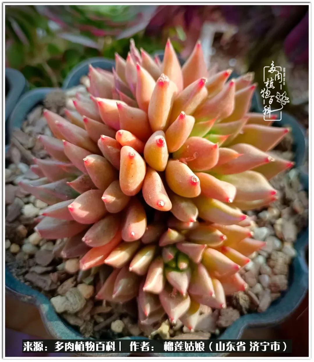 繁花似锦觅安宁淡如流水度一生,繁花似锦觅安宁淡云流水度人生