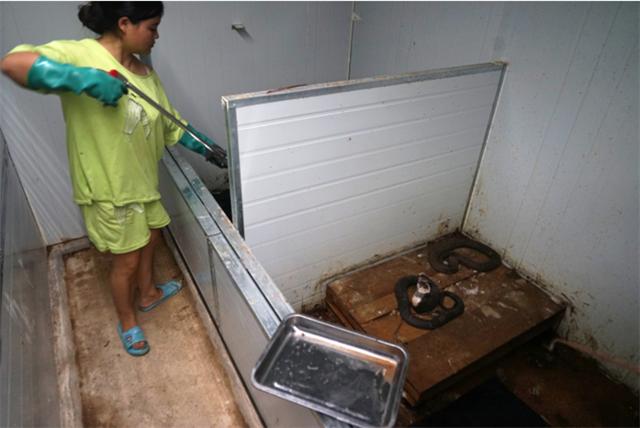 广西养蛇者被毒蛇咬死,广西养蛇第一人