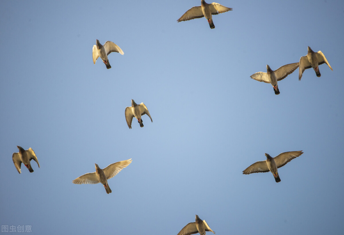 赛鸽gps定位环如何防止作弊,定位环对赛鸽的干扰