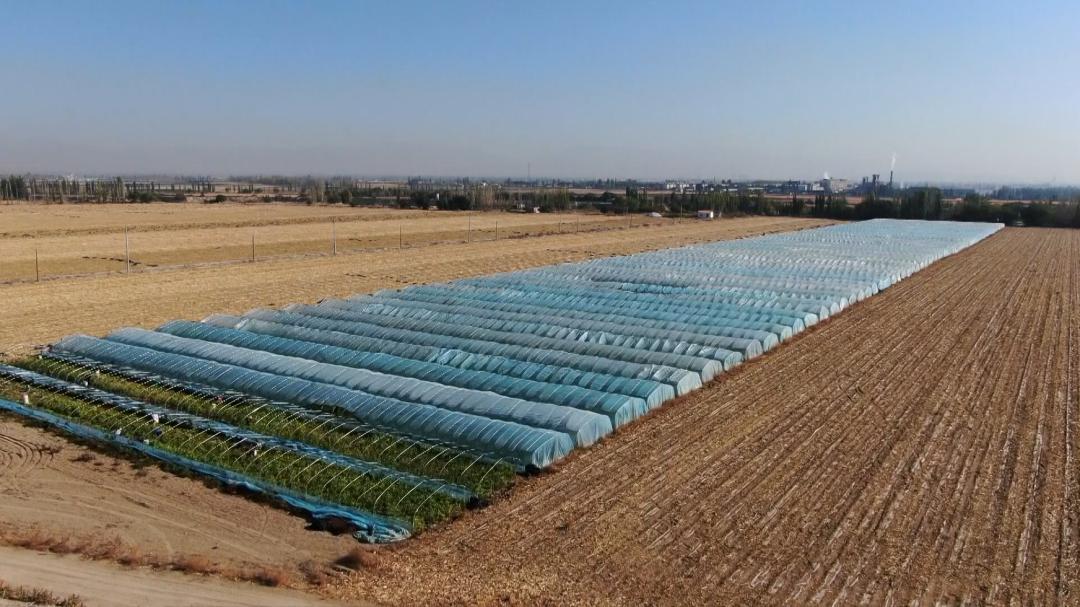 提前上市的生姜种植方法,种植姜致富经创业项目