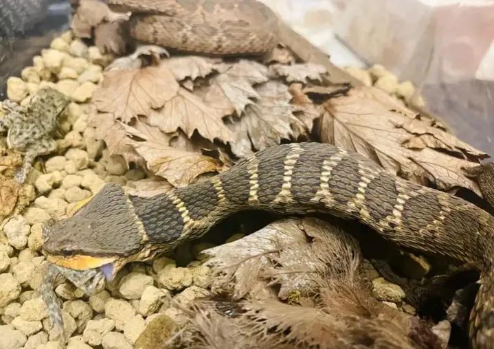 蛇头是三角形的无毒蛇,长角的毒蛇是什么蛇