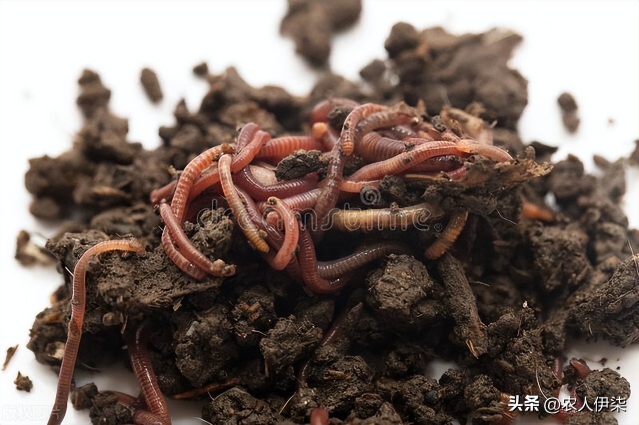 现在养蚯蚓前景如何,蚯蚓养殖这几年的前景如何