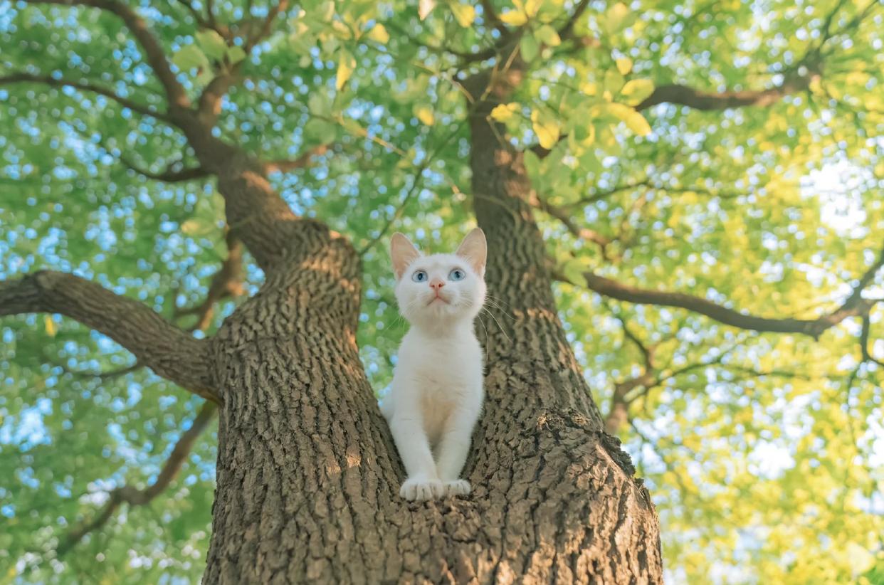 治愈系壁纸｜132张可爱小猫咪的样子