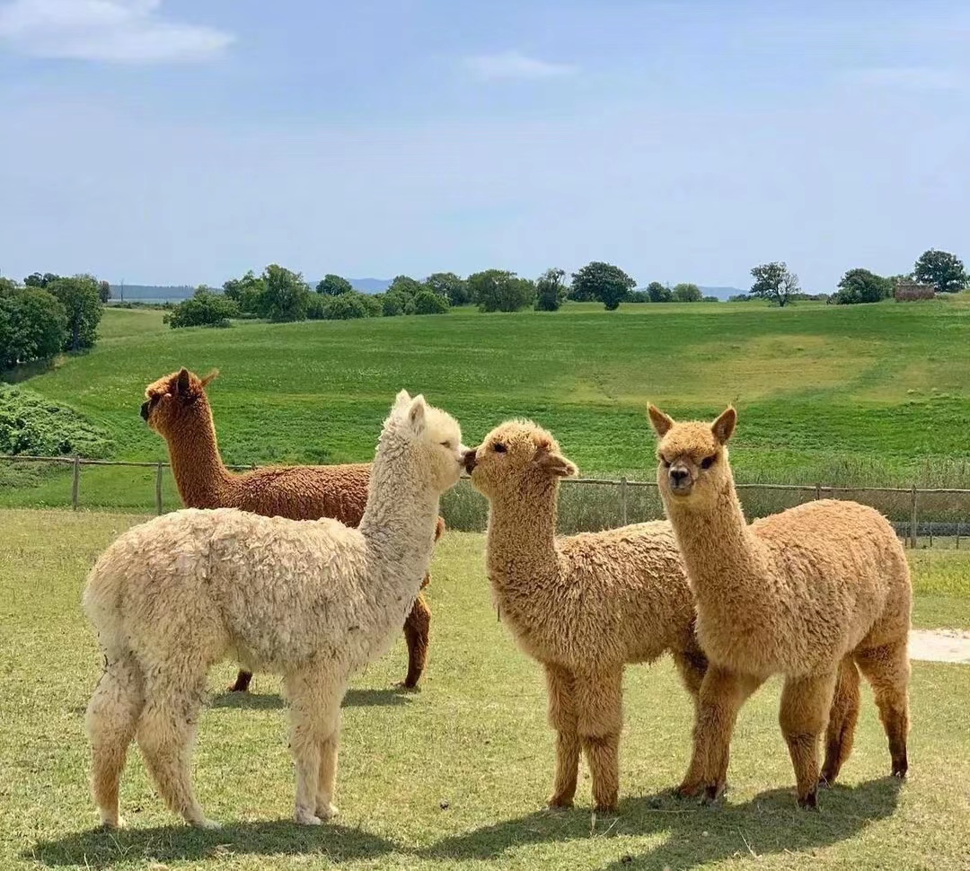 神兽羊驼介绍,关于羊驼的知识解说