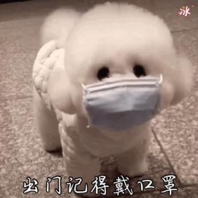 小比熊的睡姿代表什么,比熊睡觉什么姿势是正常的