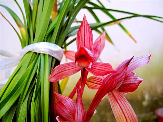 春剑中华红素兰花多少钱一苗,春剑中华红素上盆效果图