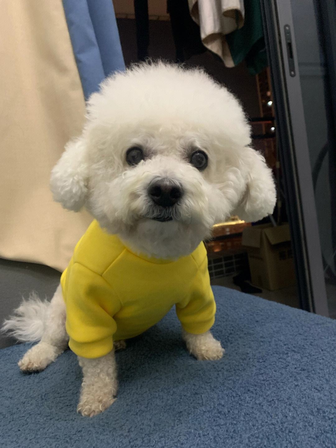 狗狗爱撒娇,推荐你养这几种狗聪明又招财