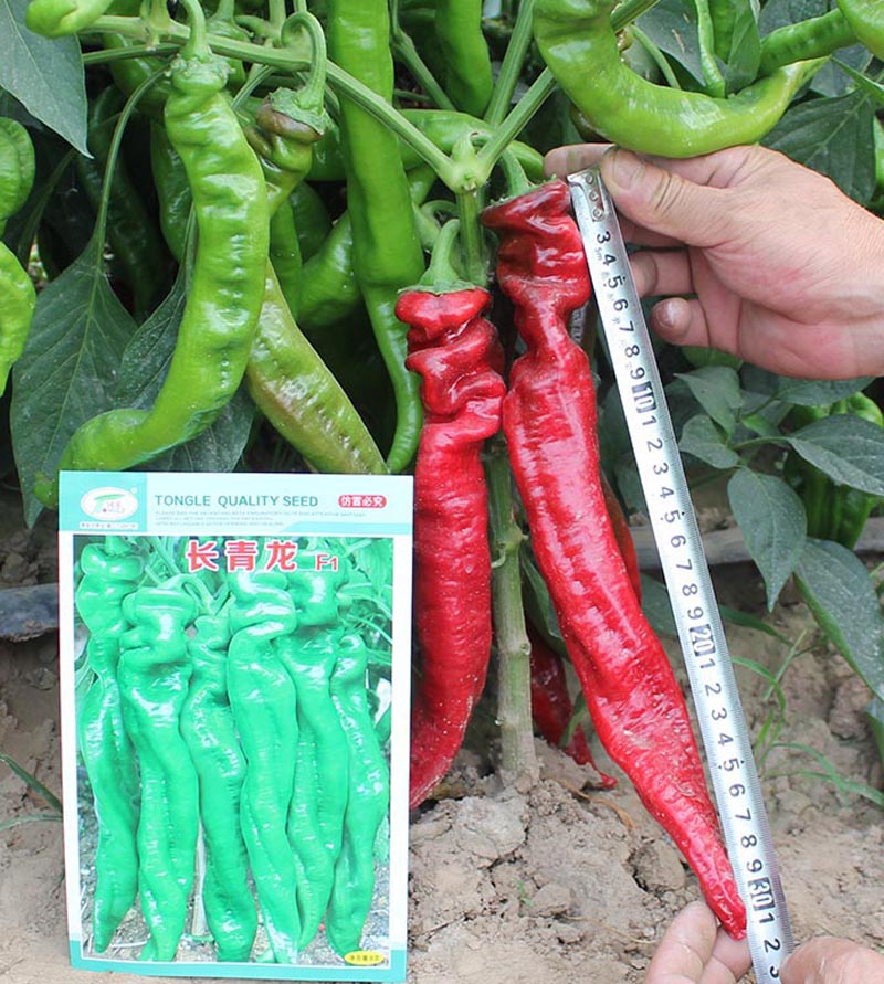 老品种非转基因辣椒种子,月丰朝天椒辣椒种子
