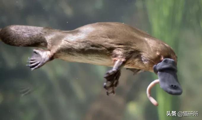 你见过猫咪吞口水吗,猫咪有肚脐眼吗