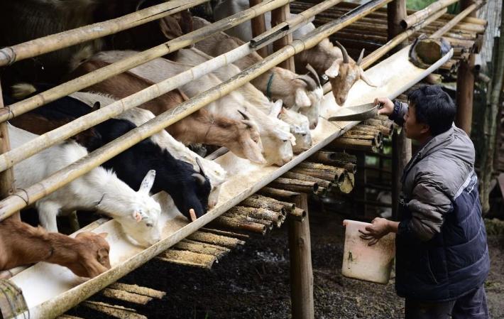 浅析高低比例棉籽壳饲粮对多浪羊消化代谢及微生物区系的影响