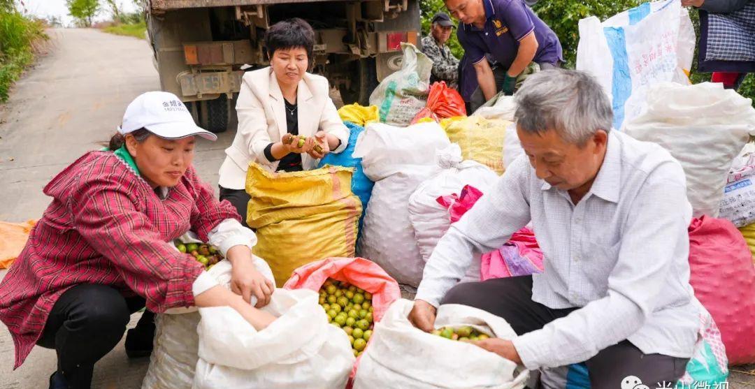 美丽的光山美景,光山县万亩油茶