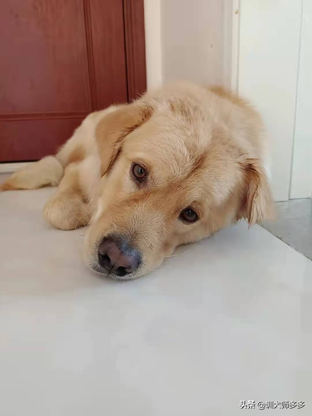 出去遛狗，叫不回来怎么办？叫回绳的使用方法