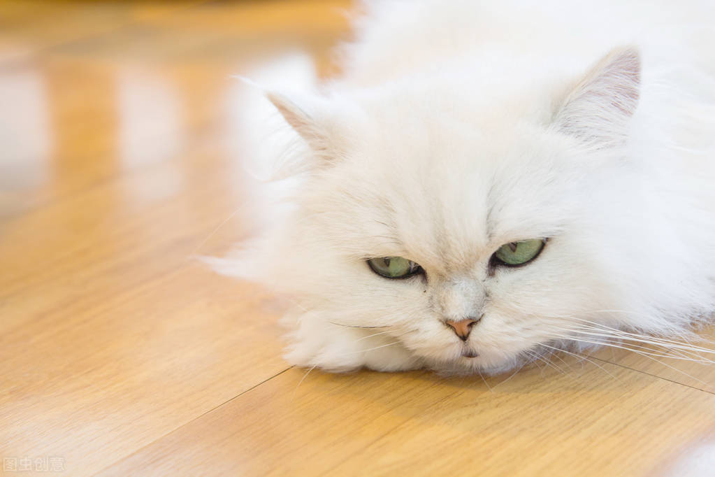 一只猫从湖南托运到重庆,波斯猫托运