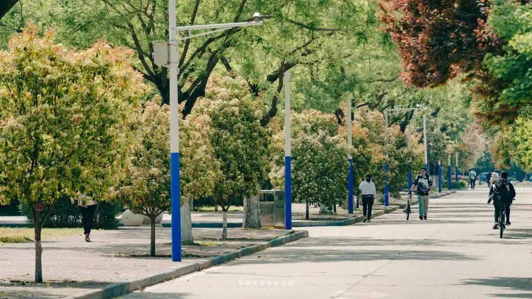 石楠花那么臭为什么要种那么多,石楠花到底是什么