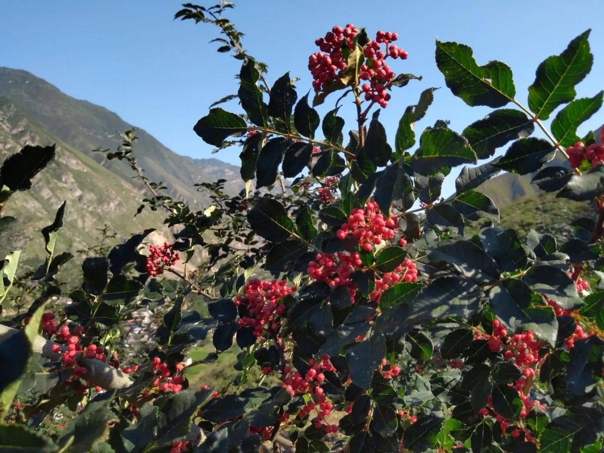 全国哪的花椒最正宗？经过对比，这4个地方名气最大，有你家乡吗