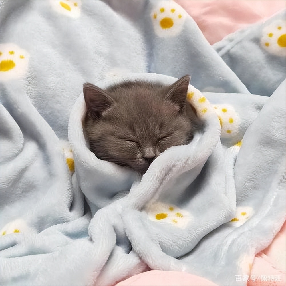 冬天养猫，宠主要注意“5做3不做”，对猫很重要