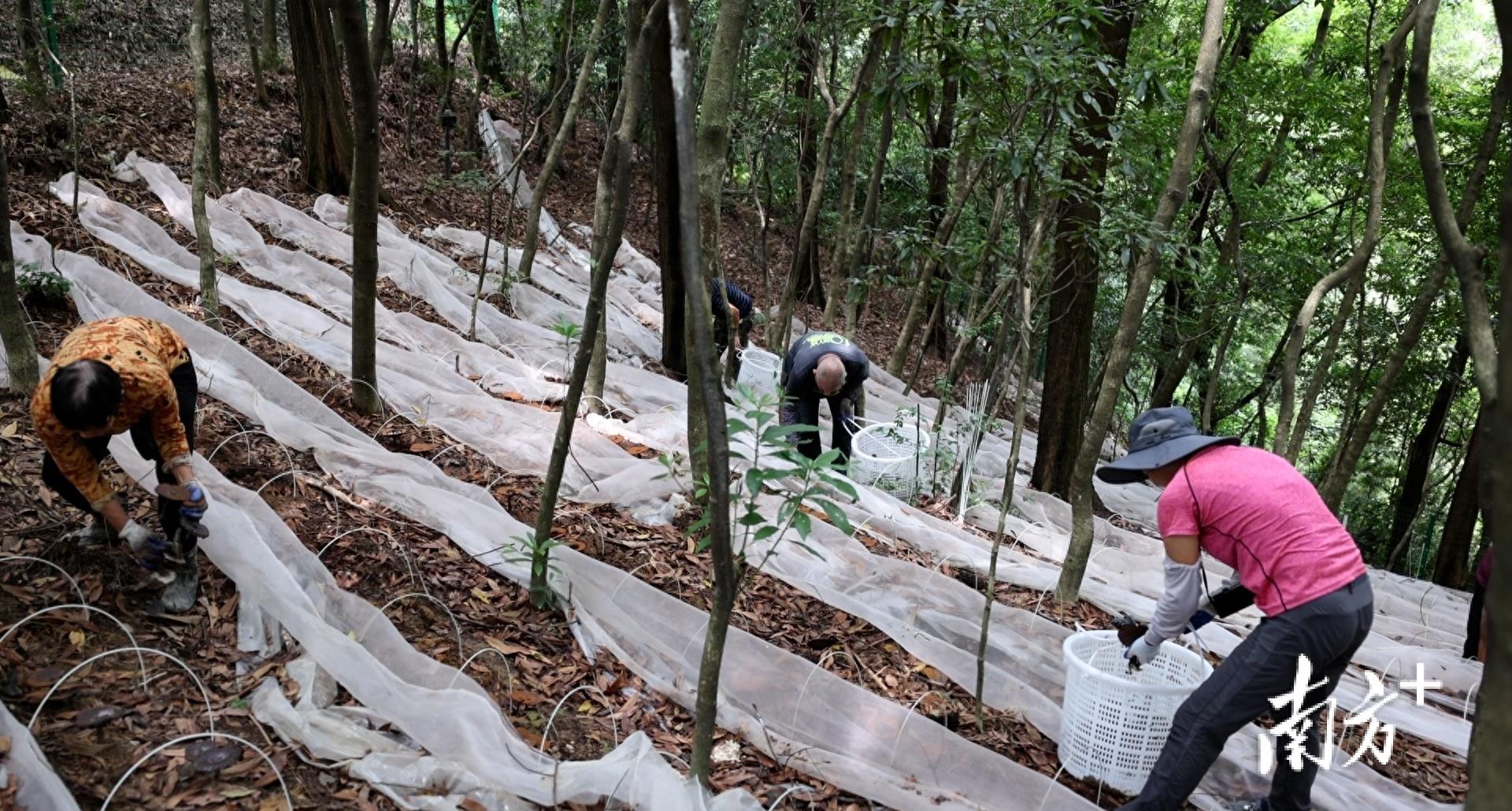 中国灵芝第一村在哪里,灵芝之乡