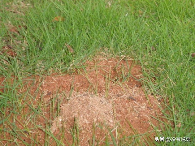 17岁女护士惨遭杀害凶手被抓,女护士被人杀害竟帮警方破案