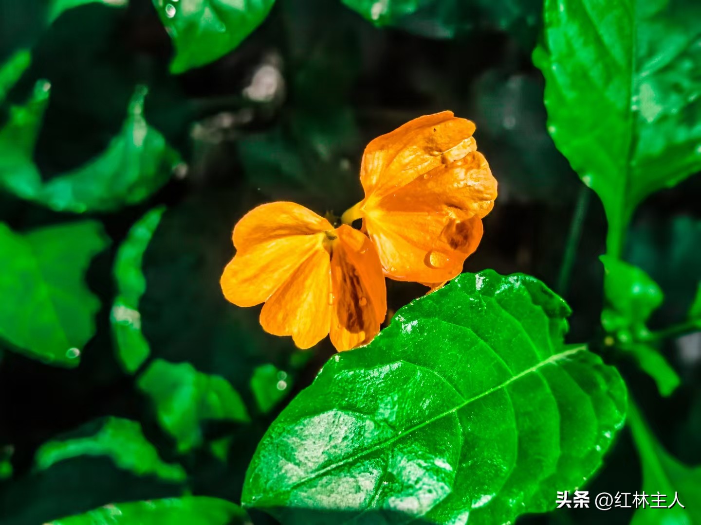 韩非子评价红林悟道,红林悟道韩非子讲了什么