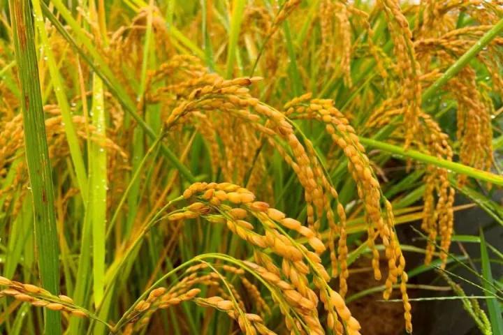 给新生儿取一个幸运的名字,给新生儿取什么名字好