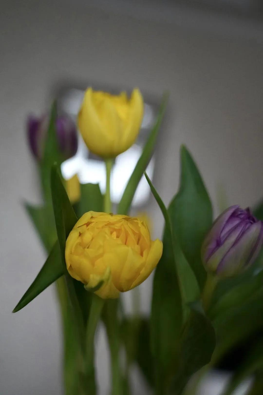 郁金香怎么种植,郁金香怎么画