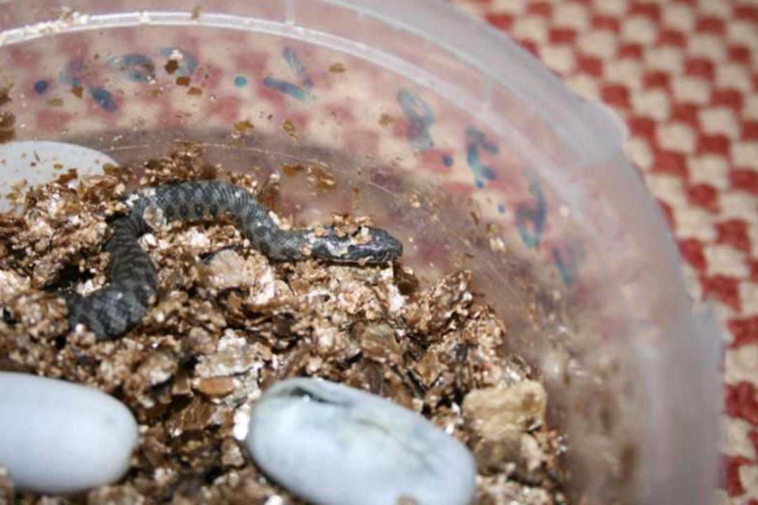 「原来欧洲有这么多种蛇？！」偷师卡塞尔的豢龙大师·下