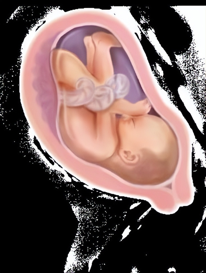 从受孕到分娩约四十周,从受孕到婴儿每天的变化