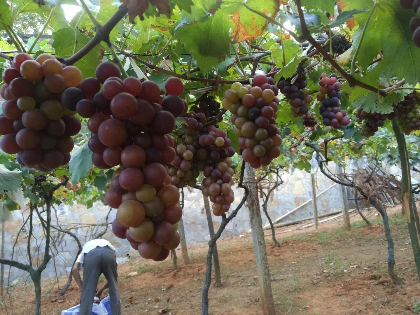 我老爸这个憨老头