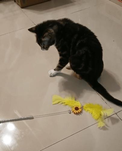 美短猫从三楼摔下来后续,美短猫被抛弃后见到旧主人