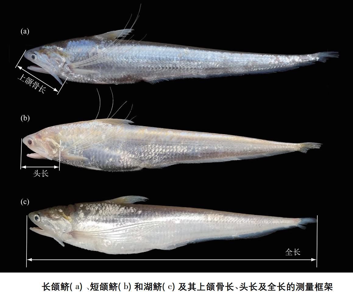 长江禁捕刀鱼哪里来的,长江十年禁捕刀鱼多吗