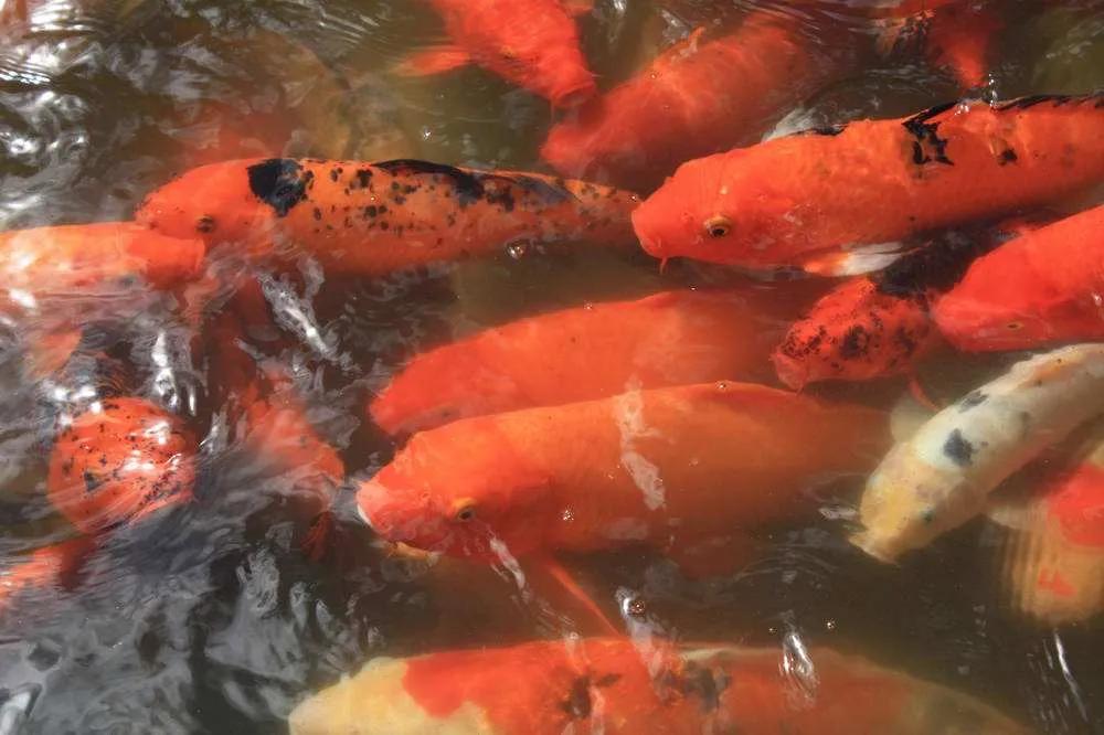 12强赛重大改判var拯救国足,国足12强赛第二轮对阵日本时间