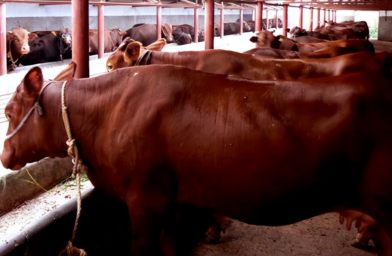 【“甘味”旅游产品】平凉旭康牛肉干/牛肉酱系列产品