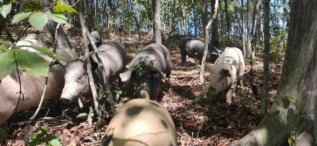 瀹夊窘鎬簨姣嶇尓鐢熶笅閲庣尓,鍐滄潙姣嶇尓浜т笅濂囩壒鐢熺墿