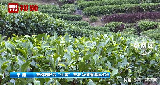 茶树肥害的原因及防治方法,茶树肥料施多了如何补救