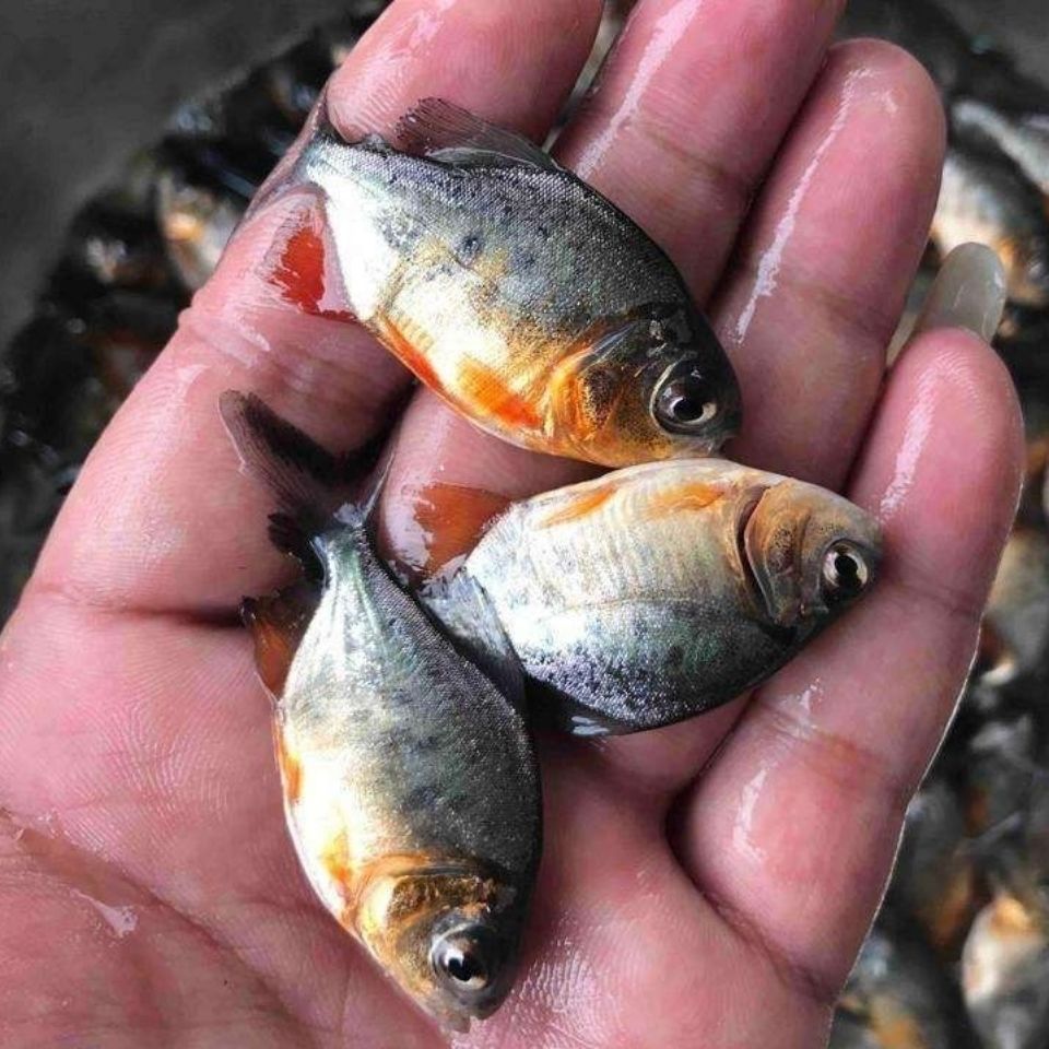 海鲳鱼和淡水鲳鱼有什么区别,海鲳鱼和银鲳鱼的区别