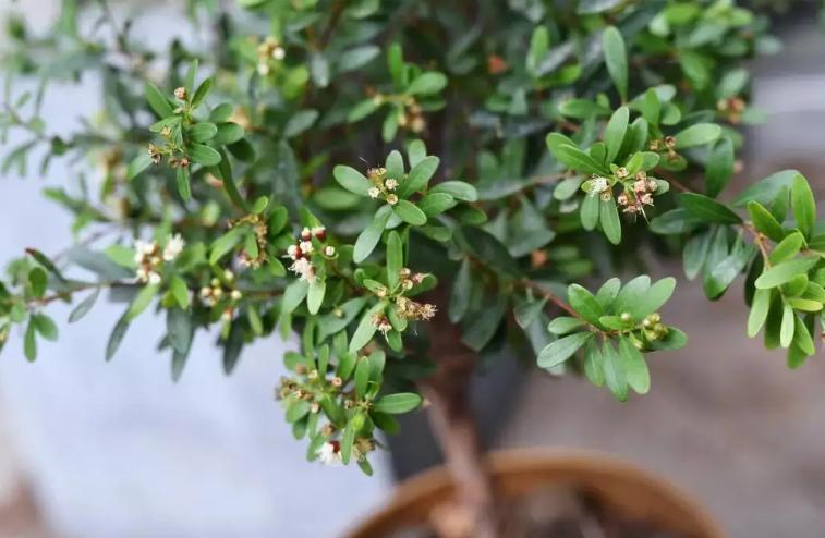 黄叶病如何阻止,黄叶烂根花怎么养最佳图文