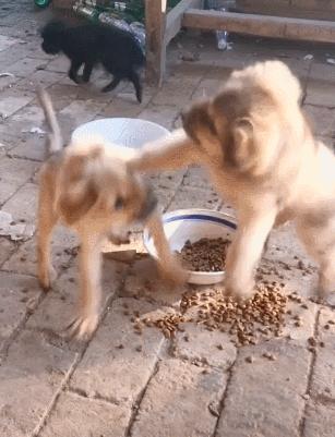 国产狗粮现状,国产狗粮到底能不能买