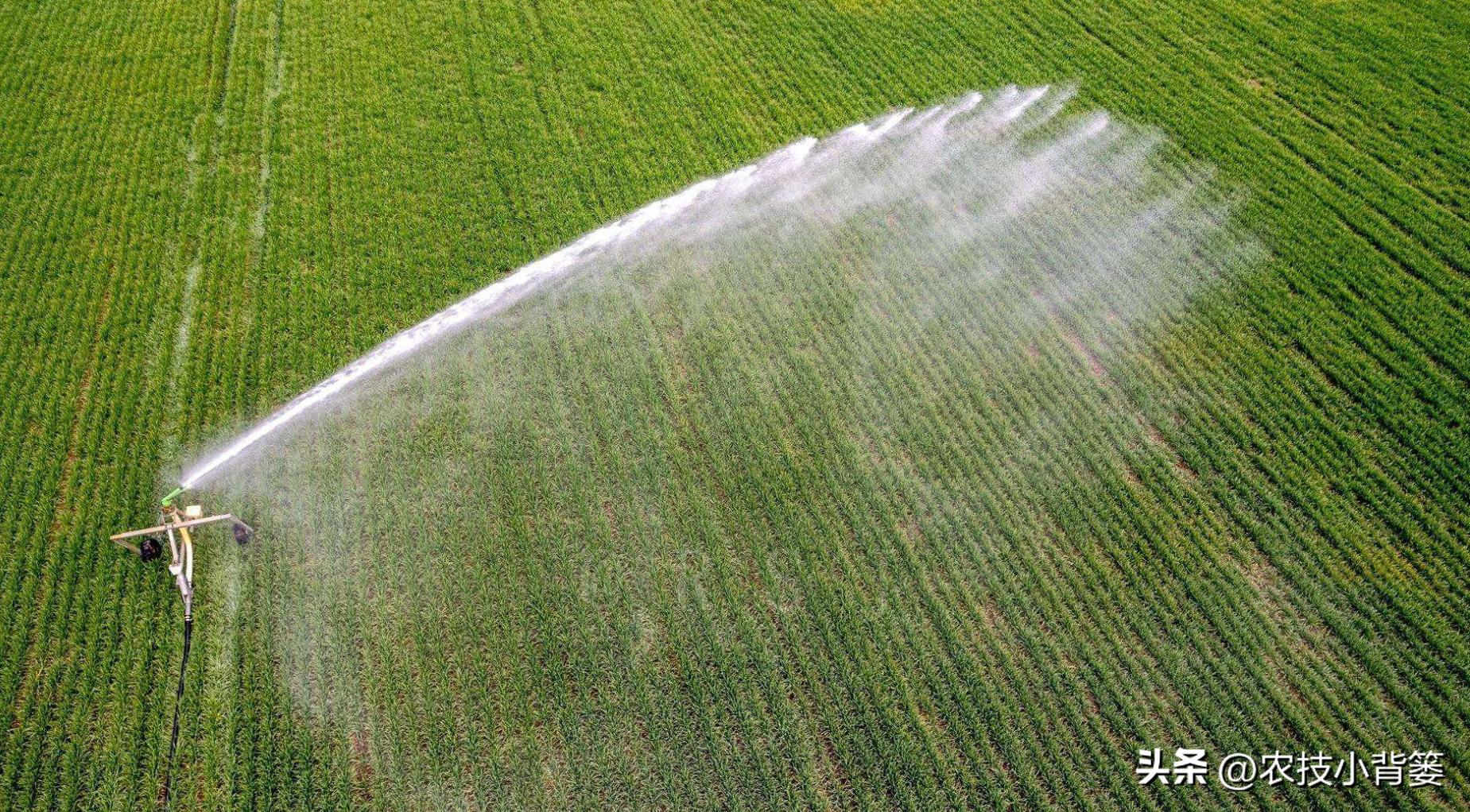 小麦冬季浇水口诀,小麦春灌能浇二次水吗